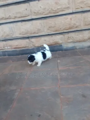 1-3 months Female Purebred Havanese