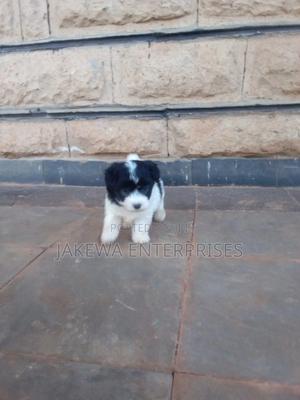 1-3 months Male Purebred Havanese - thumbnail 2
