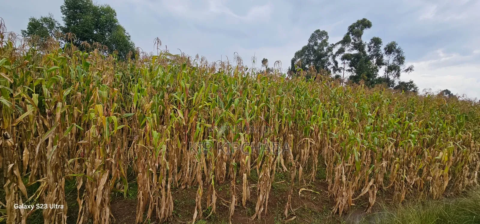 Prime 3⁄4 Plot for Sale in Royalton Eldoret