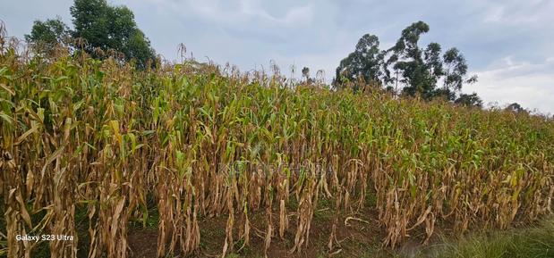 Prime 3⁄4 Plot for Sale in Royalton Eldoret - thumbnail 5