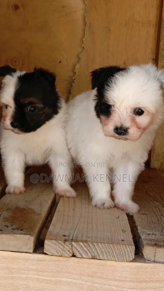 1-3 months Male Purebred Havanese - main view