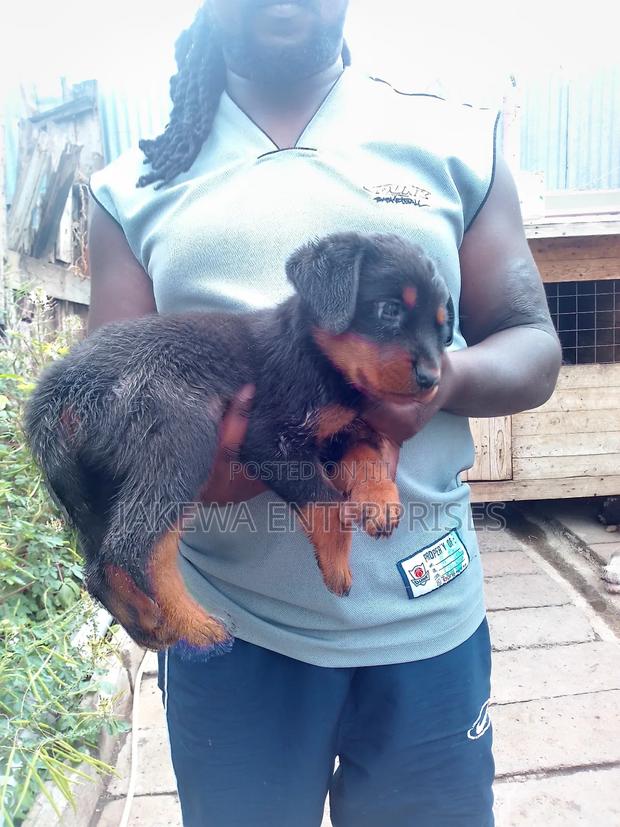 1-3 months Female Purebred Rottweiler