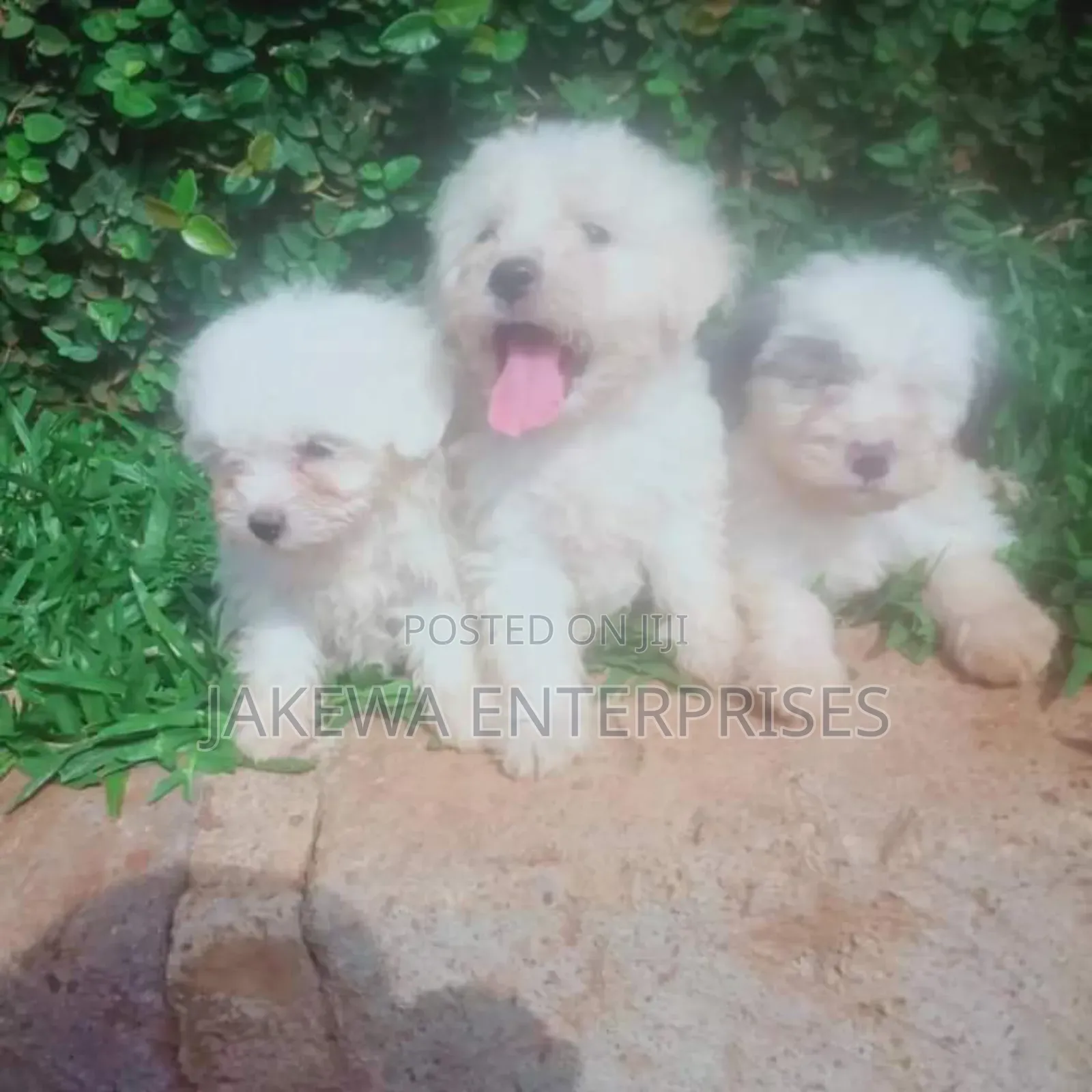 1-3 months Male Purebred Havanese