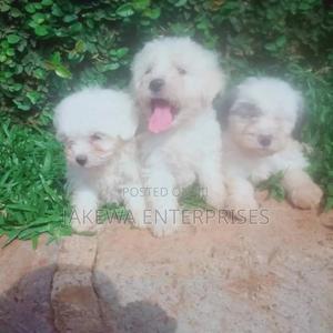 1-3 months Male Purebred Havanese - thumbnail 2