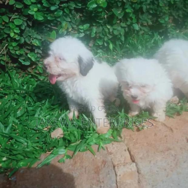 1-3 months Female Purebred Havanese - main view