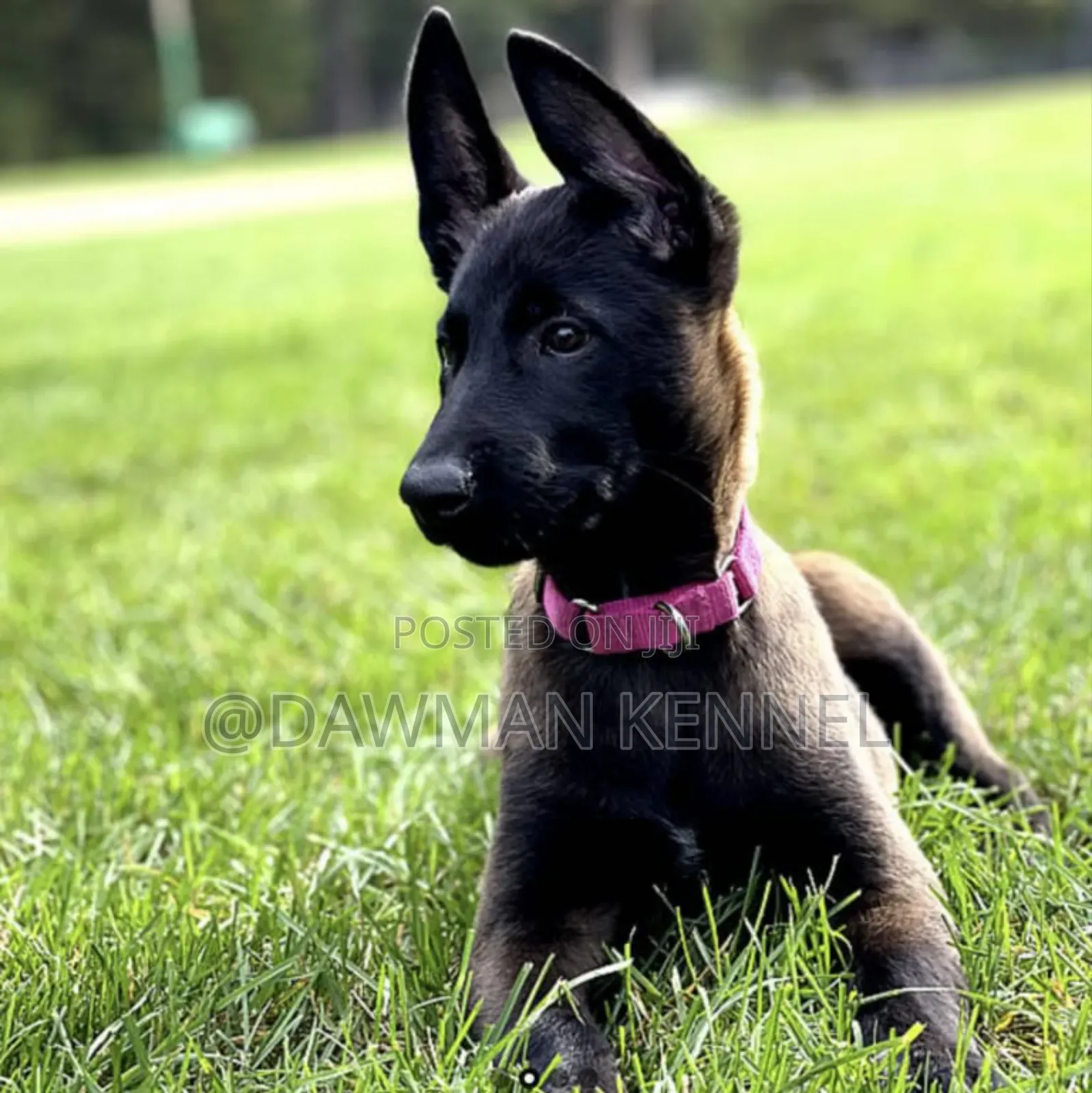 3-6 months Male Purebred Belgian Malinois