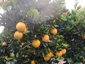 2 Acr Land for Sale. - thumbnail 2