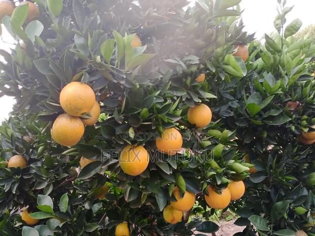 2 Acr Land for Sale. - main view