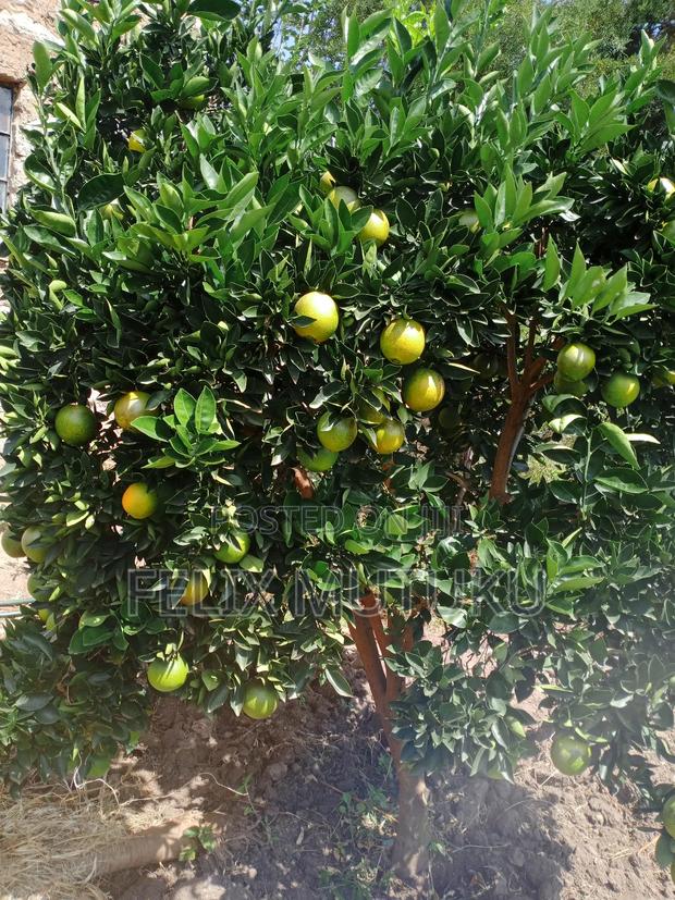 2 Acr Land for Sale. - thumbnail 4