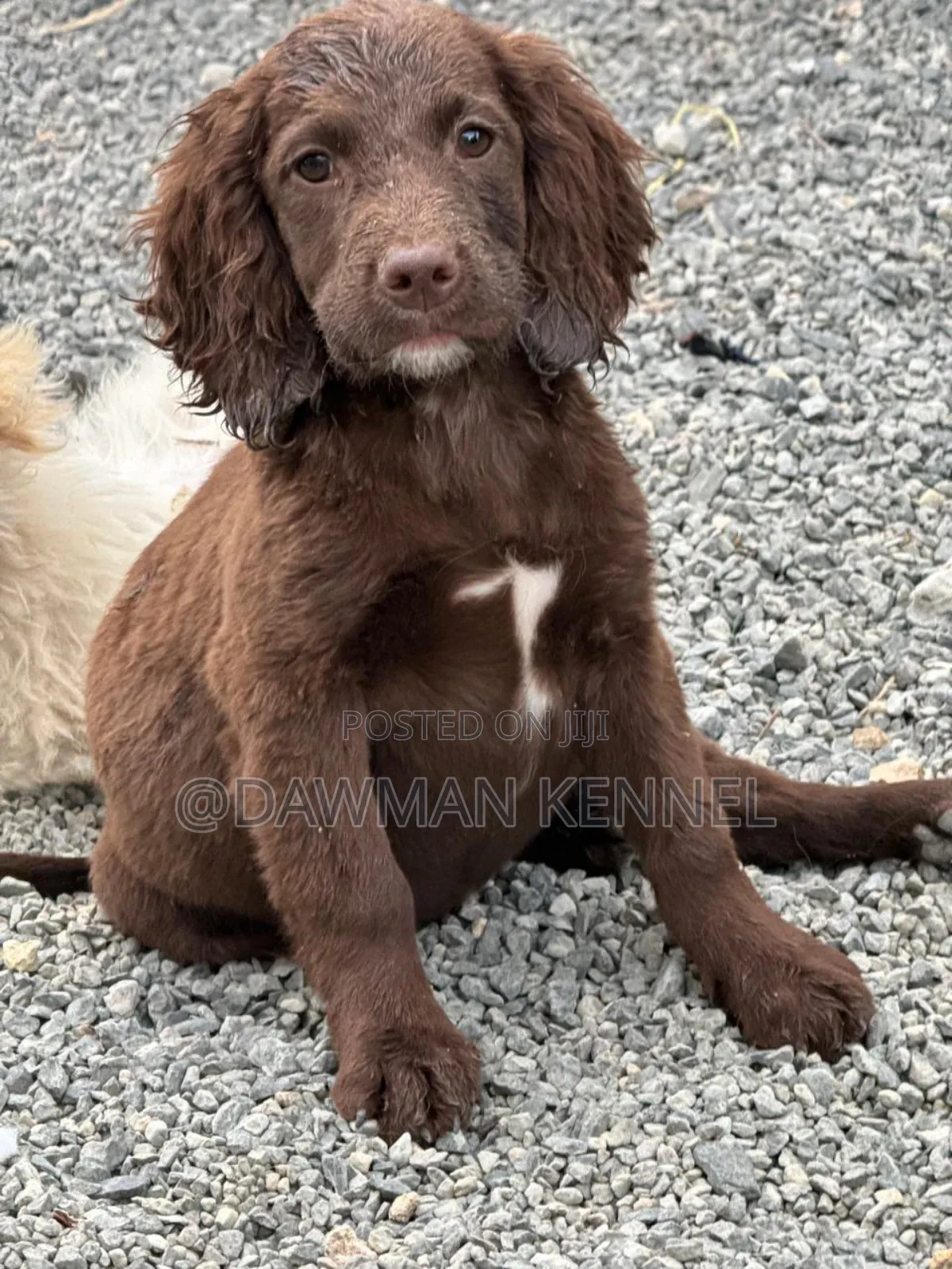 1-3 months Male Purebred English Cocker Spaniel
