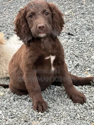 1-3 months Male Purebred English Cocker Spaniel