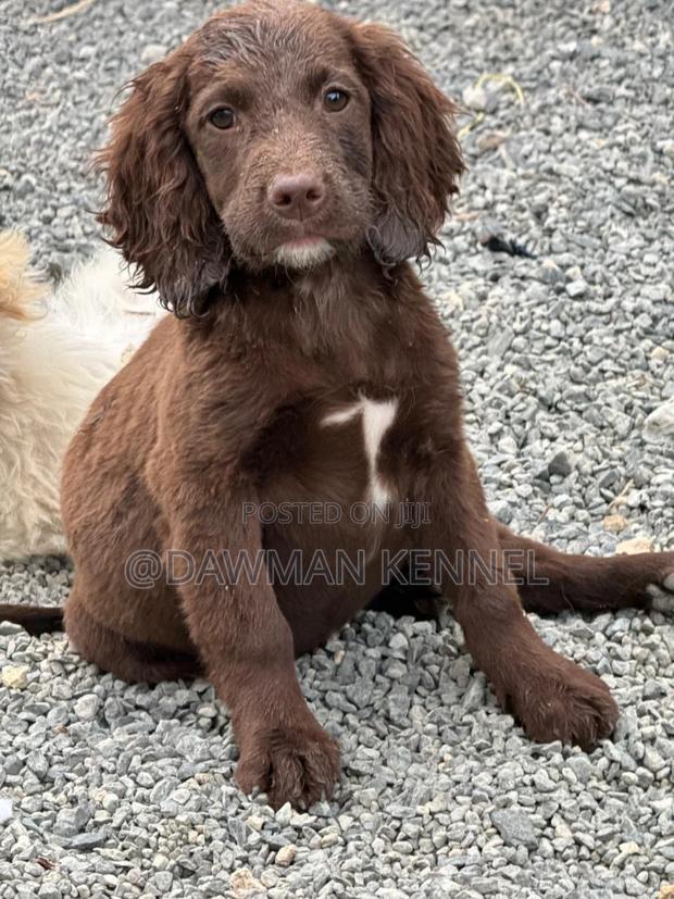 1-3 months Male Purebred English Cocker Spaniel - main view