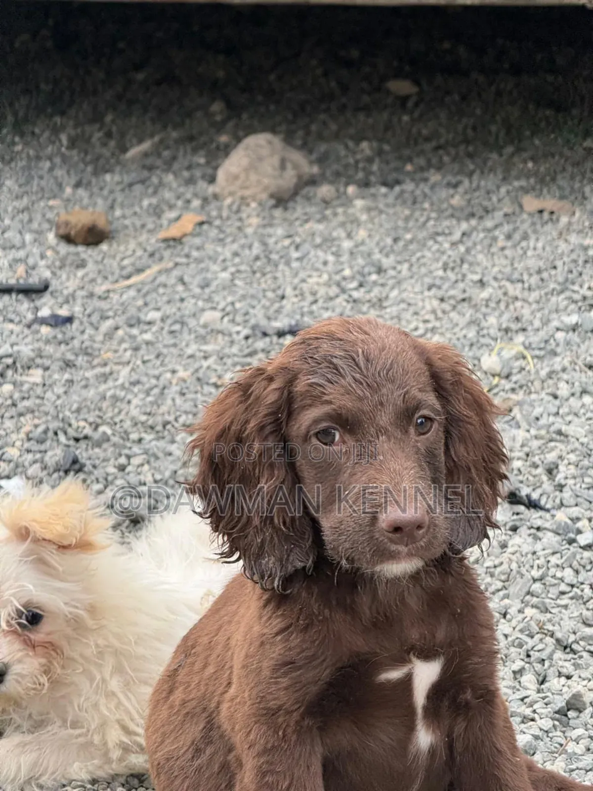 1-3 months Male Purebred English Cocker Spaniel