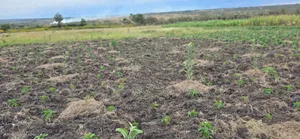 Ngobit, 4 Acre With a Borehole