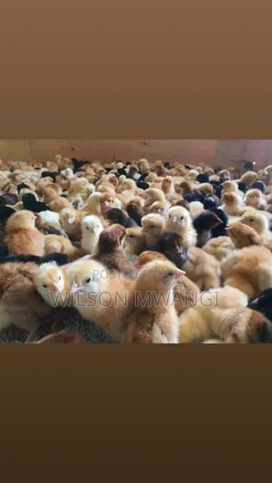 Kienyeji Chicks - thumbnail 2