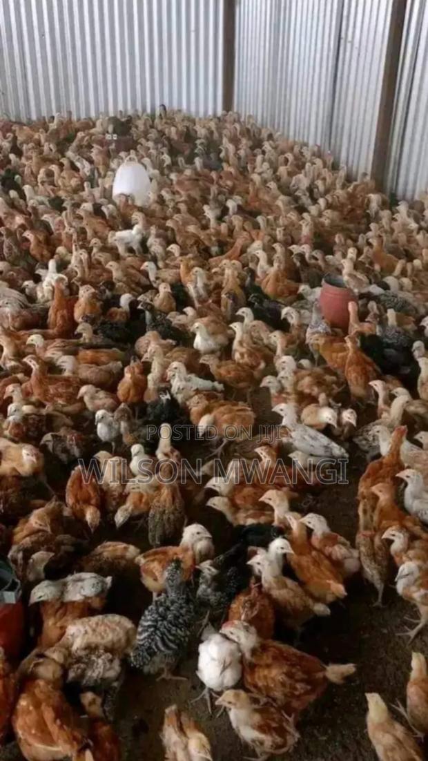 Kienyeji Chicks - thumbnail 3