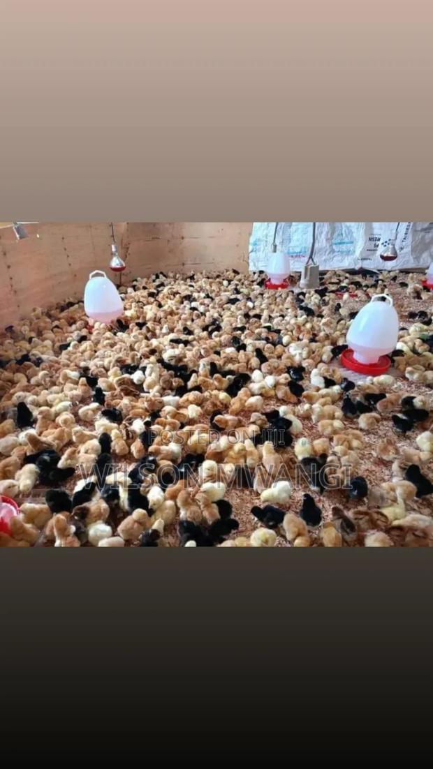 Kienyeji Chicks - thumbnail 4