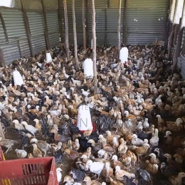 Kienyeji Chicks - thumbnail 5