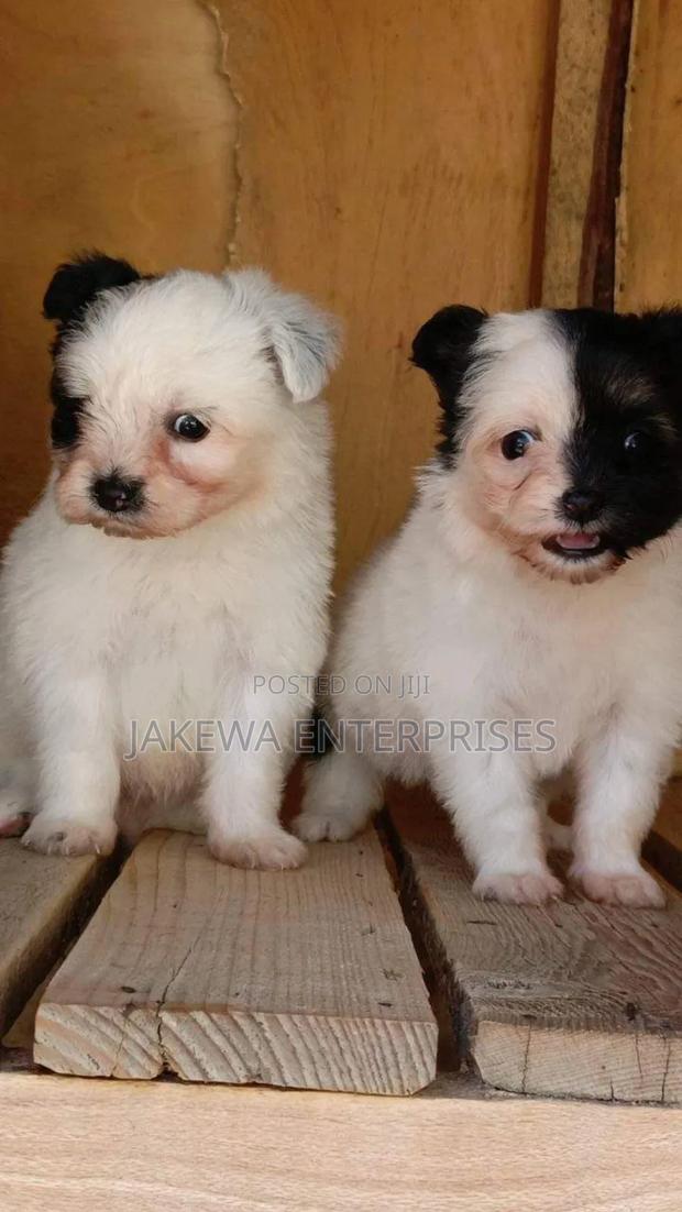 1-3 months Male Purebred Havanese - main view