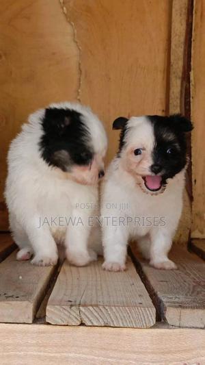 1-3 months Female Purebred Havanese - thumbnail 2
