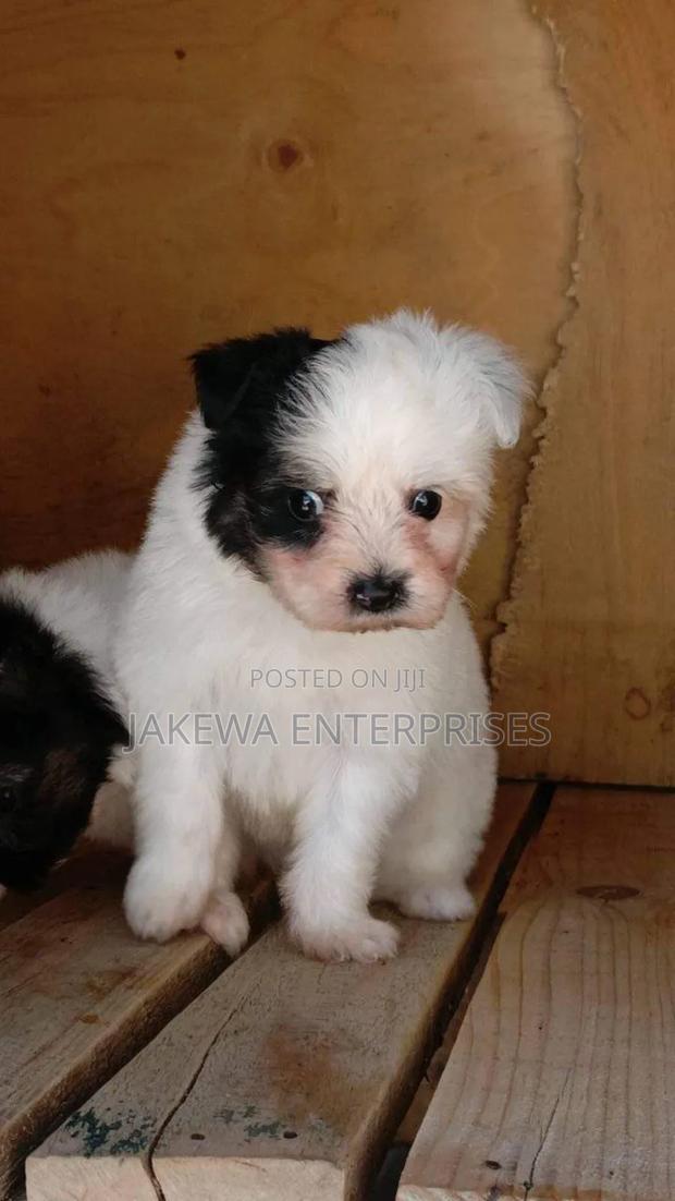 1-3 months Male Purebred Havanese