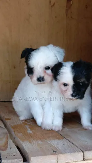 1-3 months Male Purebred Havanese