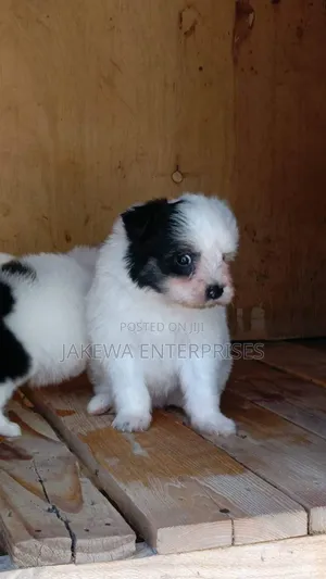 1-3 months Female Purebred Havanese