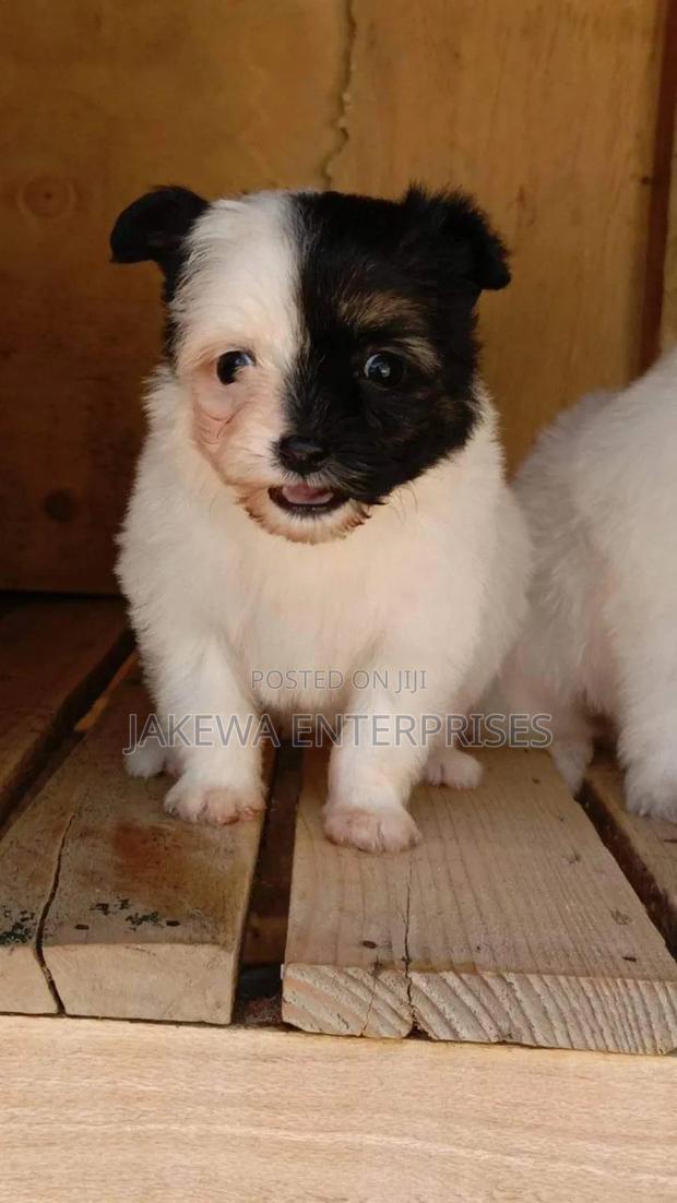 1-3 months Male Purebred Havanese