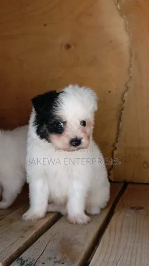 1-3 months Female Purebred Havanese