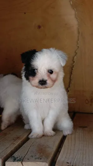 1-3 months Female Purebred Havanese