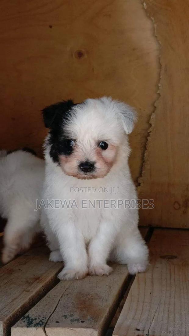 1-3 months Female Purebred Havanese