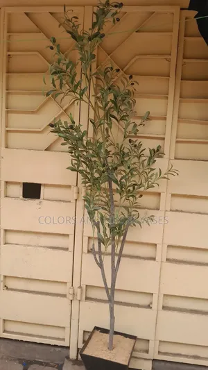 2m Long Olive Available
