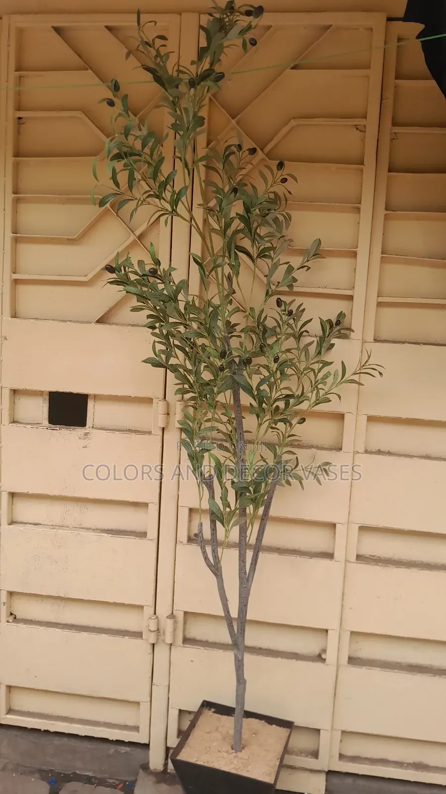 2m Long Olive Available