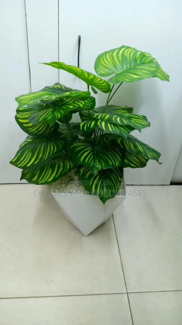Stripped Plant With Big Vase Suitable for Home Decor