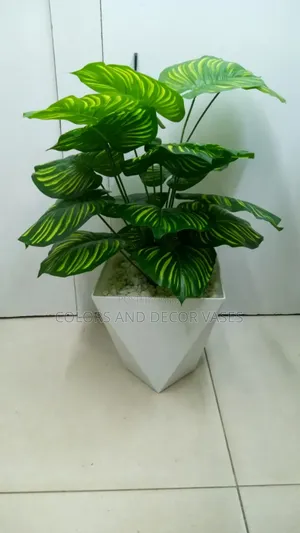 Stripped Plant With Big Vase Suitable for Home Decor