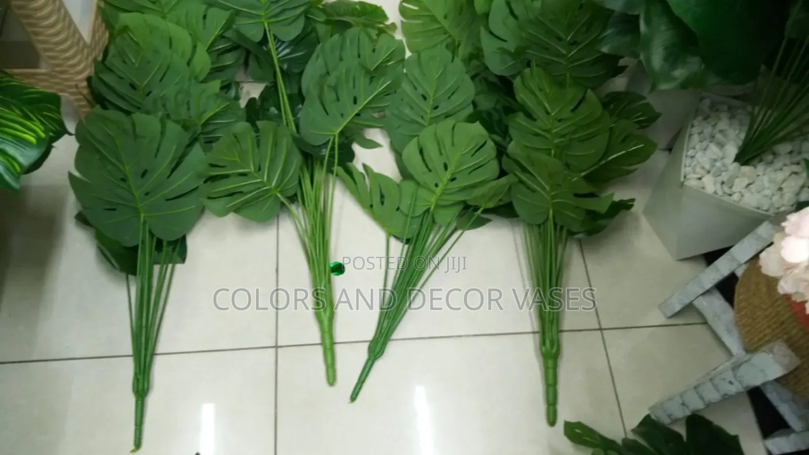 1m Long Monstera Plants for Restaurants