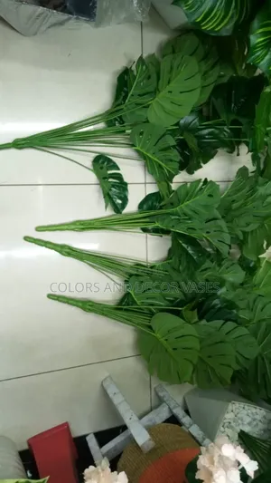 1m Long Monstera Plants for Restaurants