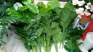 Plenty Long Plants Good Quality and Good Price for Bulk