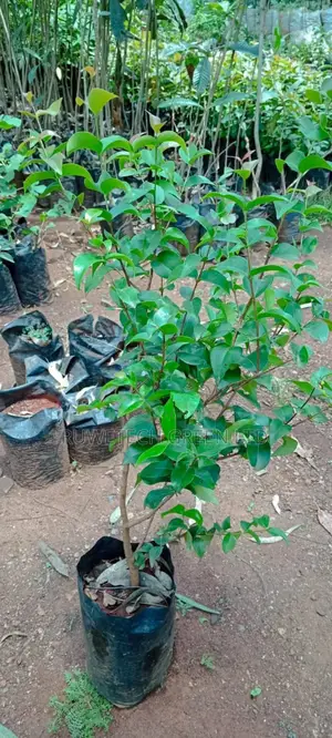 Brazilian Cherry / Suriname Cherry