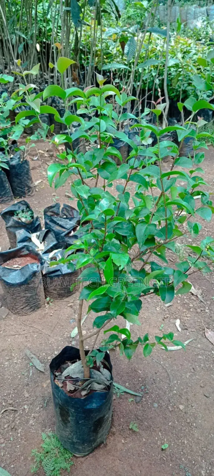Brazilian Cherry / Suriname Cherry