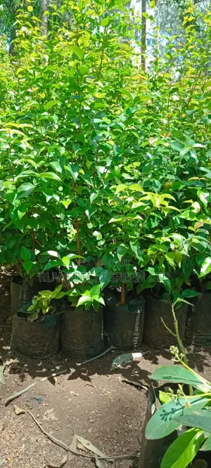 Brazilian Cherry / Suriname Cherry