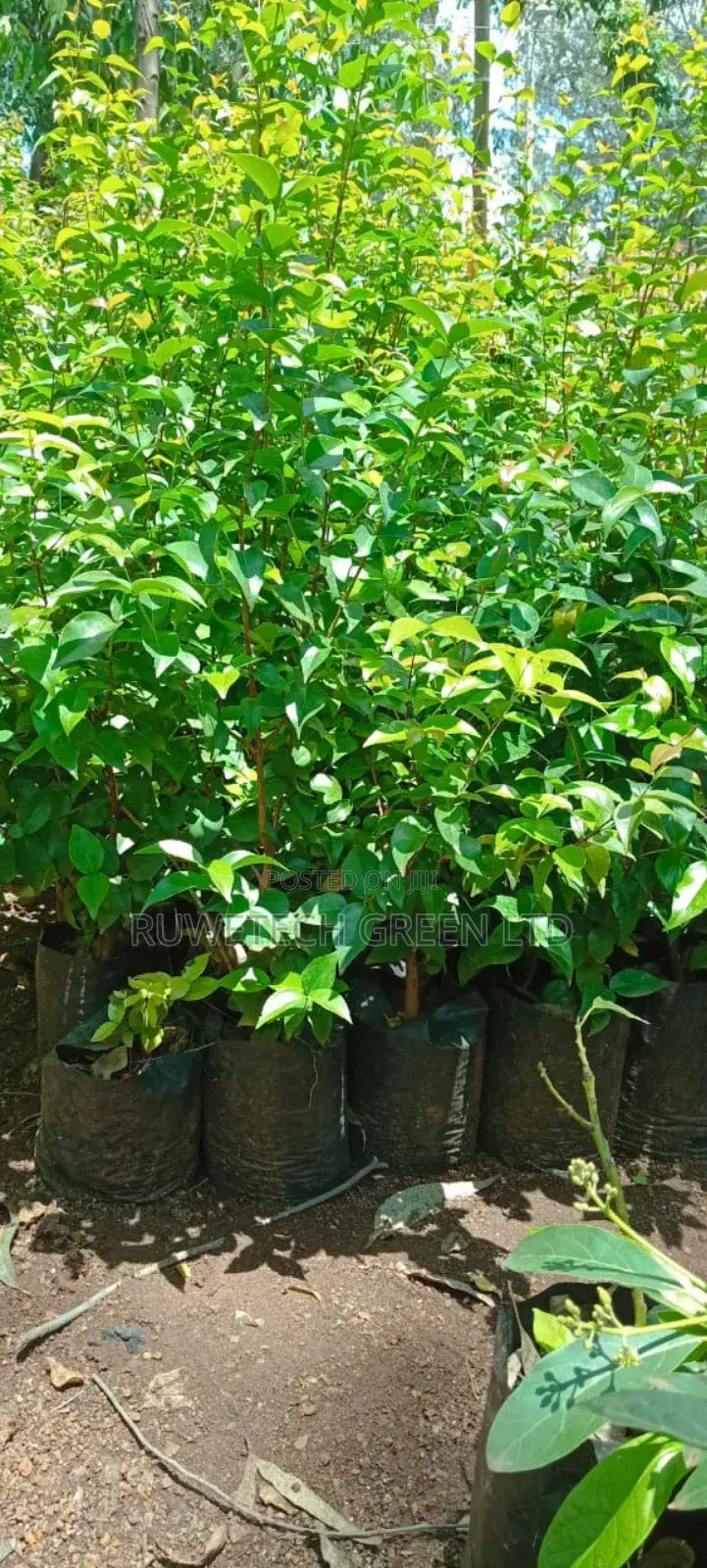 Brazilian Cherry / Suriname Cherry