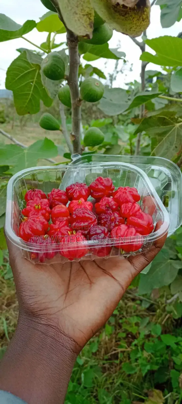 Brazilian Cherry / Suriname Cherry