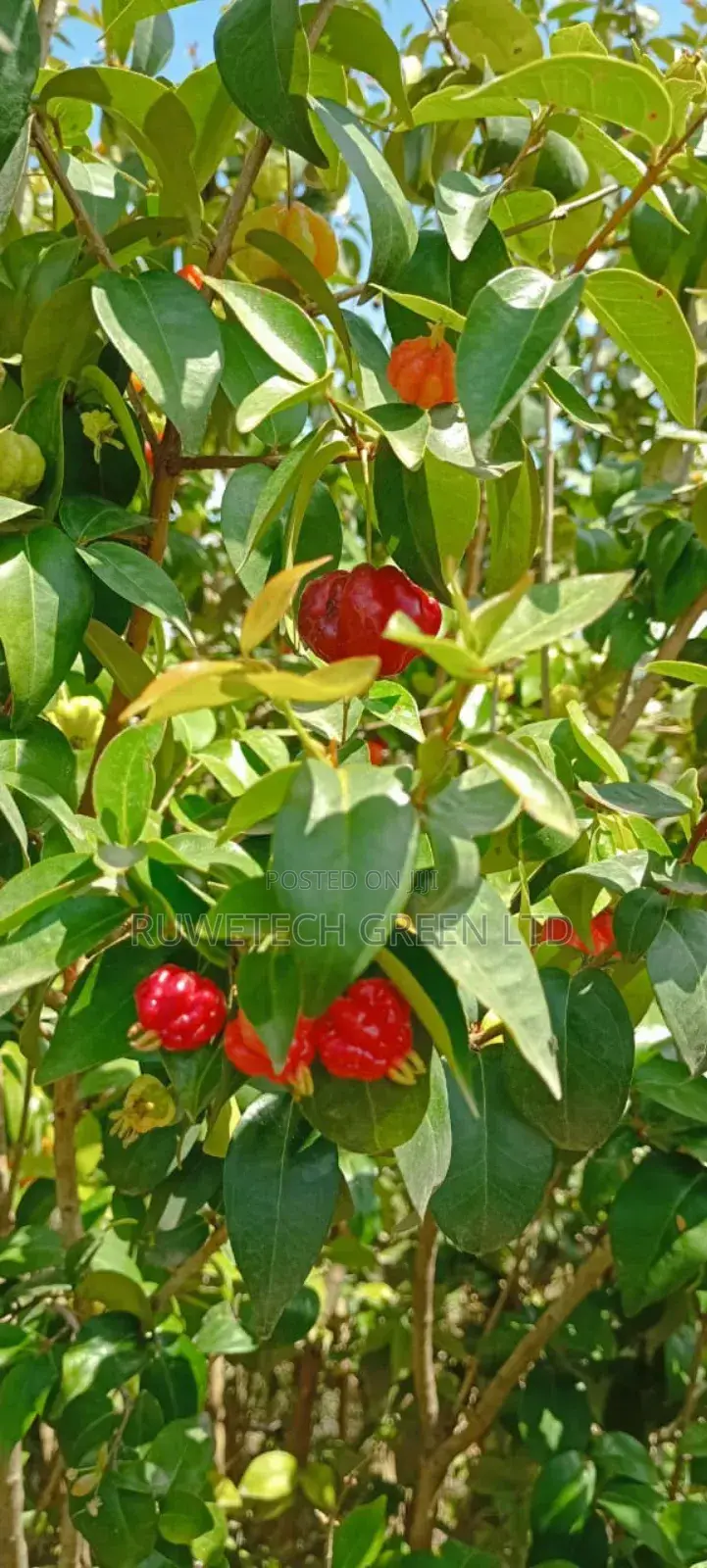 Brazilian Cherry / Suriname Cherry