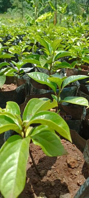 Persimmon/ Sharon Fruit - thumbnail 2