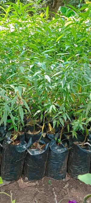 Peach Fruit Seedlings - thumbnail 2