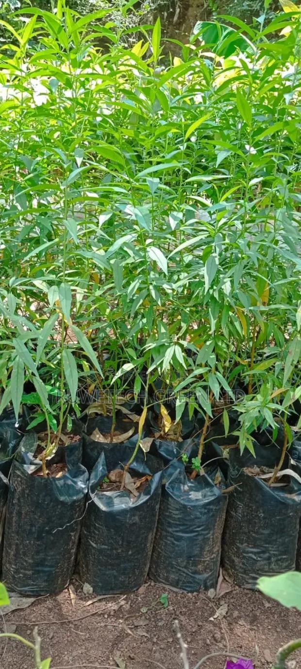 Peach Fruit Seedlings - main view