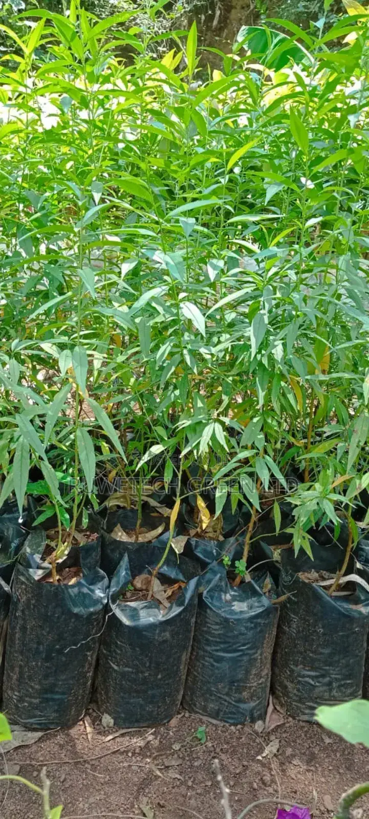 Peach Fruit Seedlings