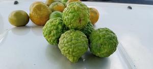 Kaffir Lime Seedlings - thumbnail 2