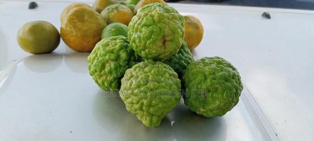 Kaffir Lime Seedlings - main view